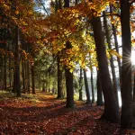 Napoli ricorda Gandhi: una cerimonia di pace e dialogo al Parco Virgiliano