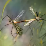 West Nile Virus: prevenzione e protezione dalle zanzare