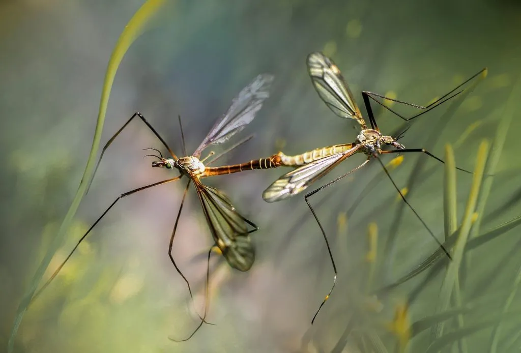 West Nile Virus: prevenzione e protezione dalle zanzare