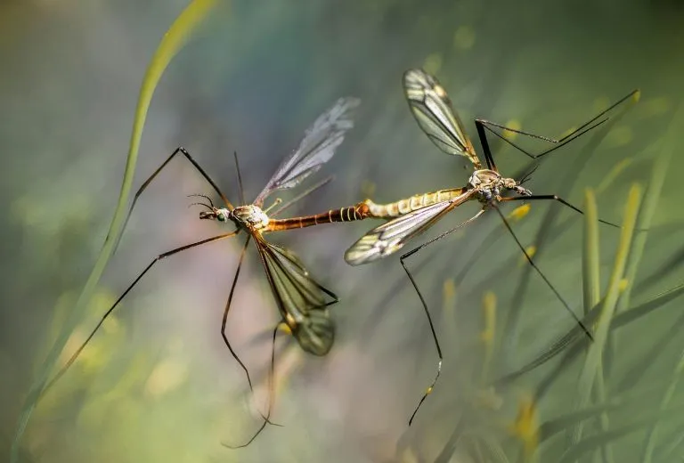 West Nile Virus: prevenzione e protezione dalle zanzare